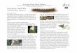 Forest Pest Fact Sheet Moth Lymantria dispar Forest Pest Fact Sheet Massachusetts Dept. of Conservation and Recreation Forest Health Program Background The gypsy moth has been a costly