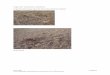 Sugar ants Camponotus consobrinus · PDF file · 2016-08-27Peter Muller 6 27/08/2016 TC PC C:\DOCUME~1\Chris\LOCALS~1\Temp\Comm ant nest mounds.docx Myrmecia- Large bull ants Myrmecia