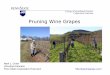 Pruning Wine Grapes - Home | PA Wine Grape Growers … files/Documents... ·  · 2012-01-19Workshop Goals • Teach how to prune the two primary commercial vineyard systems: –Head