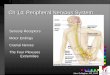 Ch 14: Peripheral Nervous System - Las Positas Collegelpc1.clpccd.cc.ca.us/lpc/jgallagher/anat1/Chapter14PeripheralNS...Ch 14: Peripheral Nervous System Developed by John Gallagher,