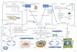 biology concept map - · PDF fileMiller Trait 8 GrowthandHomeostasis Genetics’ Ecology’ Tissue’ Organ/’ Organ’ System’ Species’ Micro8evolution’ Macro8evolution’