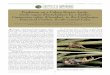 TABLE OF CONTENTS IRCF REPTILES & … REPTILES & AMPHIBIANS • 21(3):98–99 • SEP 2014 Predation on a Cuban Brown Anole, Anolis sagrei ... of the lizard’s head and anterior body