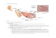 Ch 8 Muscle Physiology -   8 Muscle Physiology . Major Functions of Muscle Tissue. 1. Movement. a. Skeletal muscle (attached to bone) - walk, run, write, play the piano, grab and