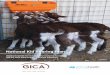National Kid Rearing Plan - Animal Health Australia · PDF fileNational Kid Rearing Plan Developed jointly by Goat Industry Council of Australia ... The following species are considered