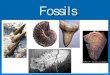 Fossils -   · PDF fileColorado LOVES It’s Fossils Colorado’s State Fossil is the Stegosaurus ... impression of the object. ... Slide 1 Author: anphilli