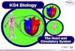 The Heart and Circulatory System of 49 © Boardworks Ltd 2004 KS4 Biology The Heart and Circulatory System 2 of 49 © Boardworks Ltd 2004 How the heart pumps blood The Heart and Circulatory