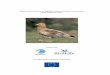 INTERNATIONAL ACTION PLAN FOR THE Species …ec.europa.eu/.../action_plans/docs/neophron_percnopterus.pdf2 Species action plan for the Egyptian Vulture Neophron percnopterus percnopterus