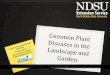 Common Plant Diseases and Pests - North Dakota State ... · PDF fileCommon Plant Diseases and Pests 0 What is plant disease? 0 Late Blight of tomato and potato 0 Other Common Diseases
