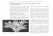 Lophelia pertusaand other cold water corals in the Faroe · PDF fileThe scleractinian (stone coral) cold water coral Lophelia pertusa(L., 1758) is well known from the north-east Atlantic