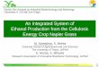 An Integrated System of Ethanol Production from the ... Samejima... · Ethanol Production from the Cellulosic Energy Crop ... is to establish an integrated system of ethanol production