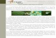 MOSCA BRANCA: UMA PRAGA DO SISTEMA - … News - 2014.05.pdf · Informação Simples e Prática Informativo nº 122 Maio/2014 A mosca-branca Bemisia tabaci (Gennadius) (Hemiptera: