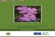 Conservation of the Pannon endemic Dianthus diutinuslonglastingpink.eu/uploads/layman_angol.pdf · LIFE Nature LIFE Nature 1 The long-lasting pink (Dianthus diutinus Kit.) Long-lasting