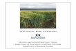 2015 SPRING BARLEY REPORT - Montana State Uni · PDF file2015 Spring Barley Report . A collaborative effort of MSU Barley Breeding and the Montana Agricultural Research Centers: Central
