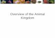 Overview of the Animal Kingdom - Biology by · PDF fileOverview of the Animal Kingdom. Animals are •Multicellular •Eukaryotic •Heterotrophic •Cells lack cell walls. Major Phyla