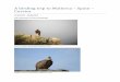A birding trip to Mallorca Spain Corsica - CloudBirders · PDF fileA birding trip to Mallorca – Spain – Corsica 31/05/2015 – 08/06/2015 Stijn Raymaekers & Carlo Vanderydt Spanish