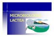MICROBIOLOGIA LACTEA - agroindustriacurc · PDF filemicrobiologia lactea. microorganismos microbiología ––bacteria ––hongos ... leche esterilizada leche esterilizada 10 10
