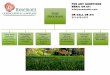 Rosemont Turf Program Flyer - Amazon S3Turf+Program+Flyer.pdfWeed Control + Fertilizer (liquid) Escalade2 #3 Summer June Insect Control (Grub Preventive) Spot Weed Control. #4 Summer