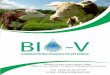BI -V infobiov@gmail.com Testi i Barsmërisë në gjedhë Zbulimi sa më i hershëm i barsmërisë në lopët e qumshtit është një pikë e rëndësishme sot në menaxhimin e programeve