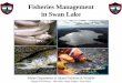 Fisheries Management in Swan Lake - Maine Lake Fisheries Management.pdf · Fisheries Management in Swan Lake Maine Department of Inland Fisheries & Wildlife Region B Fisheries –
