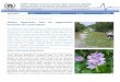 Water hyacinth: Can its aggressive invasion be controlled? · Water hyacinth: Can its aggressive invasion be controlled? The spread of invasive alien species is neither easy to manage