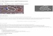 Life - Eukaryotes and Prokaryotes - CellBiology · Life - Eukaryotes and Prokaryotes Movie - Neutrophil chasing Bacterium Introduction ... bacteria and archaea (single-celled microorganisms