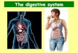 The digestive system - El profe de Naturales · The digestive system. Anatomy. The mouth: oral cavity. The mouth: oral cavity Mechanical and chemical digestion begin in your mouth