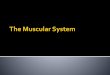 The study of muscles - Davis School District · Structure of muscle ... tropomyosin that covers the active sites on actin. Has three subunits, one that binds with actin, ... • Gluteus