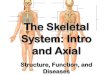 The Skeletal System: Intro and Axial - Biology Building Blocksbioblocks.weebly.com/uploads/8/7/0/6/8706802/notes_-_skull_axial... · The Skeletal System: Intro and Axial Structure,