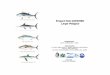 Project FAO-COPEMED Large Pelagics relationships of lenth-weigth of bluefin tuna and swordfish for each fishery and area. Analysis of variation between different areas for each gear