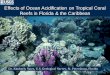 Effects of Ocean Acidification on Tropical Coral Reefs in ...secoora.org/wp-content/uploads/sites/default/files/webfm/about... · Effects of Ocean Acidification on Tropical Coral