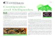 Centipedes and Millipedes - Texas A&M AgriLifecolorado.agrilife.org/files/2011/08/centipedesandmillipedes_4.pdf · Centipedes and millipedes are classiﬁ ed in the sub-phylum Myriapoda