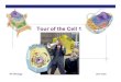 Tour of the Cell 1 - Explore Biology | Biology Teaching ... Biology 2007-2008 Tour of the Cell 1 AP Biology Prokaryote Types of cells bacteria cells Eukaryote animal cells - no organelles