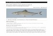 Alewife (Alosa pseudoharengus - United States Fish and ... was unsuccessful (Hendricks et al. 1979).” “Alewife were introduced into Colorado (Minckley 1973); Georgia (Dahlberg