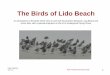 The Birds of Lido Beach - South Shore Audubon Society · The Birds of Lido Beach Paul Friedman Ver. 1.1 An introduction to the birds which nest on and visit the beaches between Long