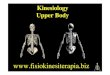 Kinesiology Upper Body - Fisiokinesiterapia · Kinesiology Shoulder Shoulder Extension Horizontal Adduction Anterior Horizontal Abduction Posterior Abduction to 90° Flexion to 90°