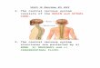 €¦  · Web viewMuscle Coordination, Balance and Posture. ... The central nervous system (brain) is connected to the endocrine system (hormonal) via the . PITUITARY GLAND. linked