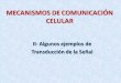 MECANISMOS DE COMUNICACIÓN CELULAR - Biologia …biolmol.fcien.edu.uy/materiales/clase_senales_2.09.pdf · interacción con el ligando conservada ... Fosfoinosítido 3-quinasa 