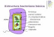 Estructura bacteriana básica - Microred · Estructura bacteriana básica fimbrias pared celular m.citoplasmática ADNn ribosomas plásmidos mesosomas flagelo cápsula