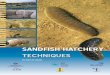 Sandfish hatchery - ACIARaciar.gov.au/files/node/758/Sandfish hatchery techniques (english).pdf · Sandfish hatchery techniques / by Natacha Agudo 1. ... in India and is based largely