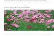 Cách trồng và chăm sóc hoa Sao Nhái Hướng Dẫn Cách …hatgiongmienbac.com/ky-thuat-trong-hoa/367-2016-08-31-12...nghiệt, nở hoa liên tục trong thời gian dài