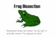 Frog Dissection - Flipped Out Science with Mrs. Thomas!€¦ · Frog Dissection Dissection does not ... inside the body cavity. If your frog was collected late in the year, the body