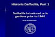Historic Daffodils, Part 1 of 5 - DaffTubedafftube.org/.../2013/10/Historic_Daffodils_Part1_ManAdv.pdfHistoric Daffodils, Part 1 Daffodils introduced or in gardens prior to 1940. An