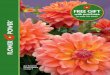 Ace Summer Sunset Dahlia see page 5 - Flower Power … · Ace Summer Sunset Dahlia see page 5. ... Create waves of pink, ... flax, coreopsis, blanket flower, poppy, larkspur, baby’s