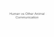 Human vs Other Animal Communication - University of …pages.uoregon.edu/redford/Courses/LING162/1.AnimalCommunicatio… · • Contrast animal and human communication systems. 