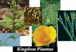 Kingdom Plantae - Henry County Public Schools / … Cycadophyta-cycads have large cones and palmlike leaves. Phylum Ginkgophyta-only one species surviving. Diciduous fan leaves with
