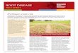 Root disease fact sheet - Home - GRDC  disease fact sheet ... resulting in yield reductions in cereal, brassica and pulse crops and in ... Pythium causes seedling damping