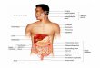 Picture Digestive System tonsil Oropharynx ... Lingual trenulum Gingivae (gums) Inferior labial frenulum Gingivae (gums) ... Picture Digestive System