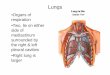 Thorax-Lungs - GMCH lectures/Anatomy/Thorax-Lungs.pdf · Lungs •Organs of respiration •Two, lie on either side of mediastinum surrounded by the right & left pleural cavities •Right