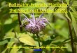 Pollinator-Friendly Plants for the Northeast United States€¦ · Pollinator-Friendly Plants for the Northeast United States ... Flower color- white ... Pollinator Friendly Plants