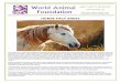 HORSE FACT SHEET - World Animal Foundation · Horses are exploited by the unethical horse racing industry. ... all for profit. ... (feral) horses are rounded up by United States government
